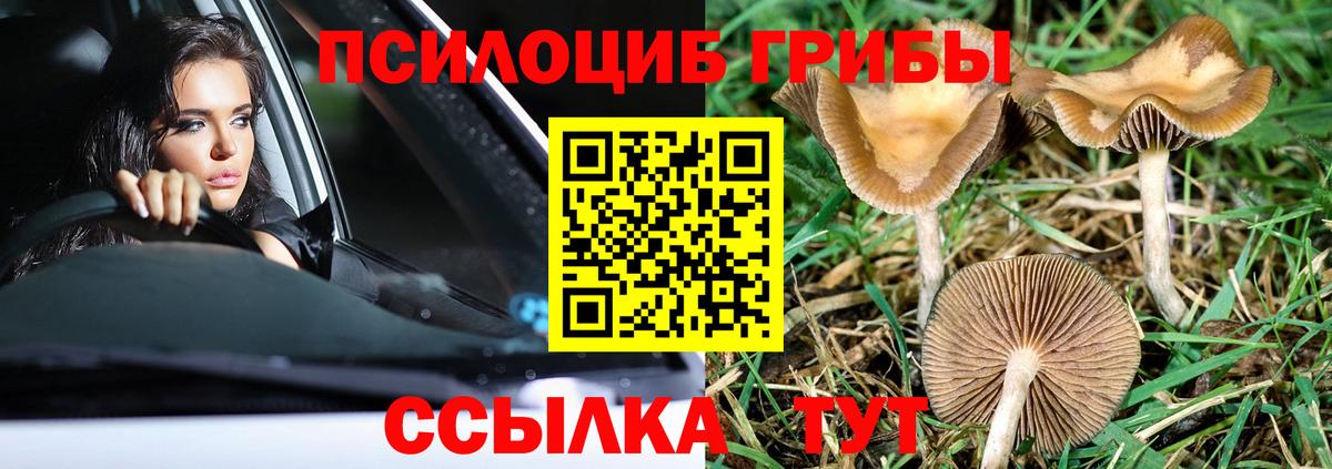 Галлюциногенные грибы Psilocybine cubensis Учалы